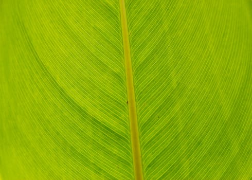 fresh green leaves at chonburi thailand.