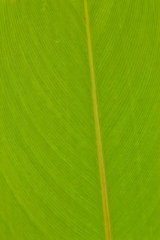 fresh green leaves at chonburi thailand.