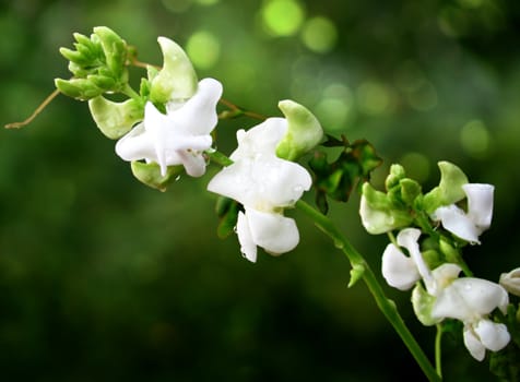 flowers of  green beans (Phaseolus vulgaris) also known as also known as French beans , string beans snap beans or squeaky beans