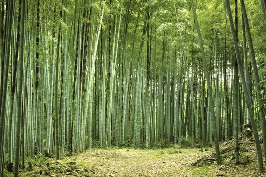 fresh summer atmosphere in bamboo forest