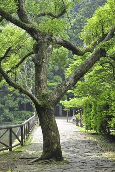 green fresh camphor tree in Japanese park by summer