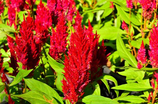 Cockscomb flowers.