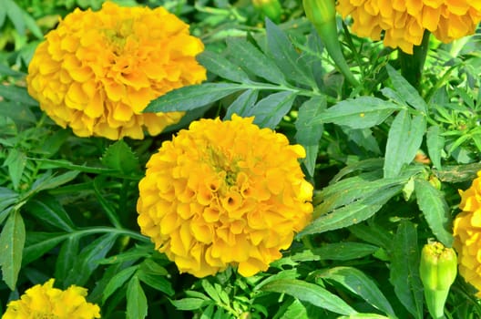 Marigold flower in Thailand