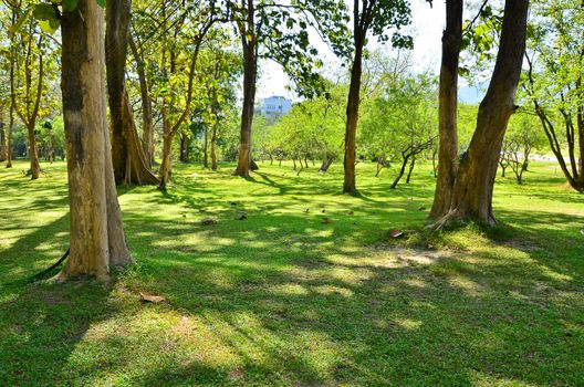 Green lawn in city park