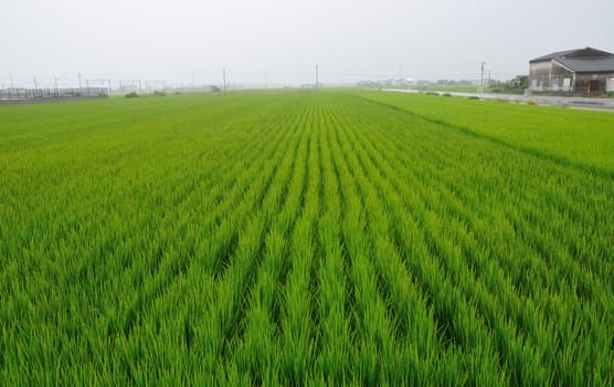 countryside rice field in southern Japan at calm rainy weather