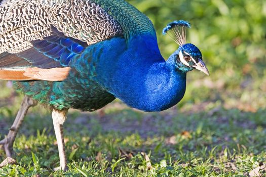 Peacock on green meadow