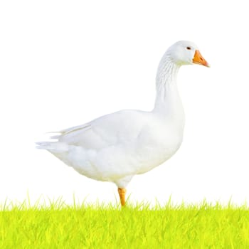 goose on green meadow isolated on white background