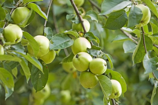 branch of an apple tree with green fruits