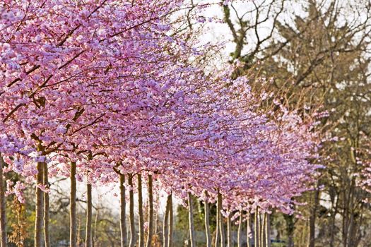 cherry trees with pink blossoms in spring