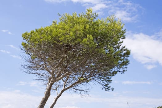 lonely tree on a cloudy day and blue sky