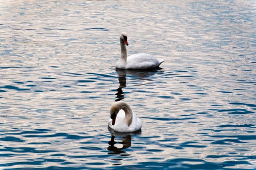 2 Swans in Lake Constance during a day in fall with typical light