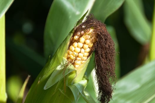 Closeup of ripe corn vegetable still on plant