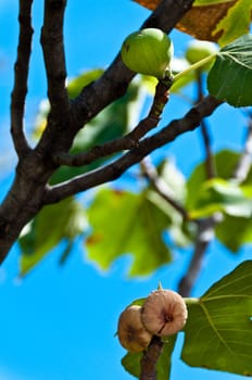 Closeup on fig fruits in various states (still green, already ripe) hanging on tree