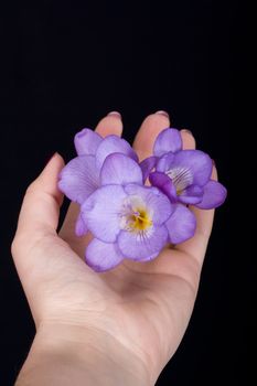 Freesia flower in beautiful hands on a black background