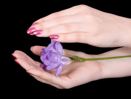 Freesia flower in beautiful hands on a black background