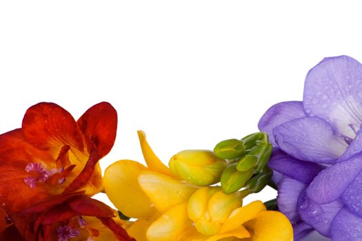 Beautiful freesia different colors isolated on white background