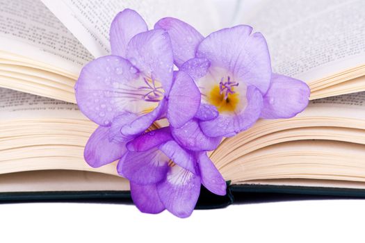Purple Freesia on an open book isolated