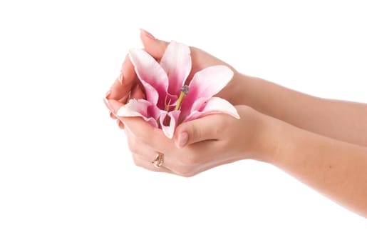 Beautiful woman hands and lily flower over white background