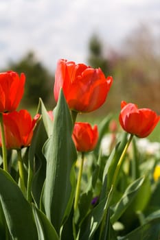 Red beautiful tulips field in spring time