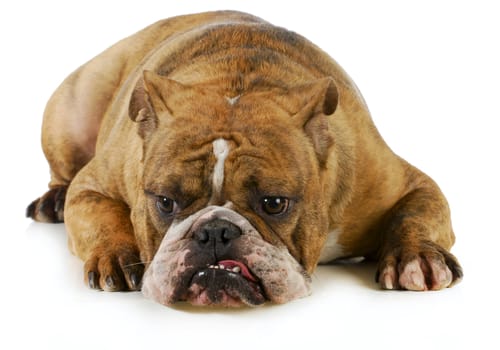 grumpy dog - english bulldog with grouchy expression laying down on white background