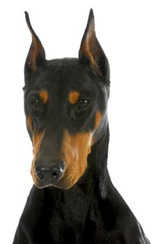 doberman pinscher head profile on white background