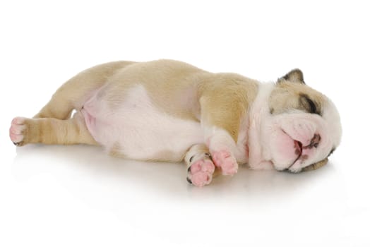 newborn puppy - three week old english bulldog puppy laying down sleeping on white background