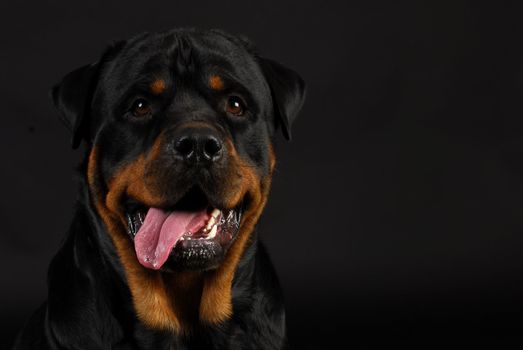 rottweiler panting with tongue out on black background
