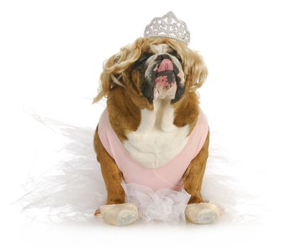 english bulldog dressed up like a princess in pink on white background