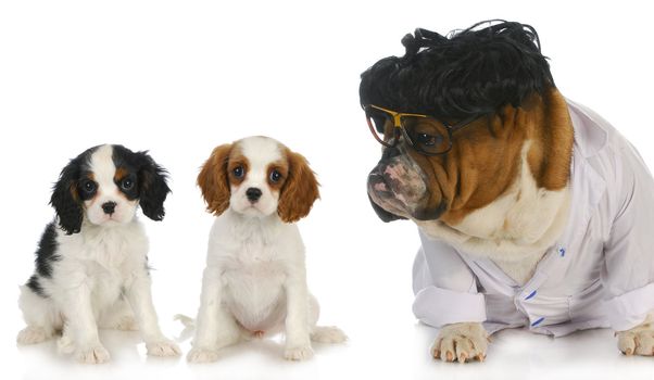 veterinary care - english bulldog doctor taking care of two cavalier king charles spaniel puppy patients on white background