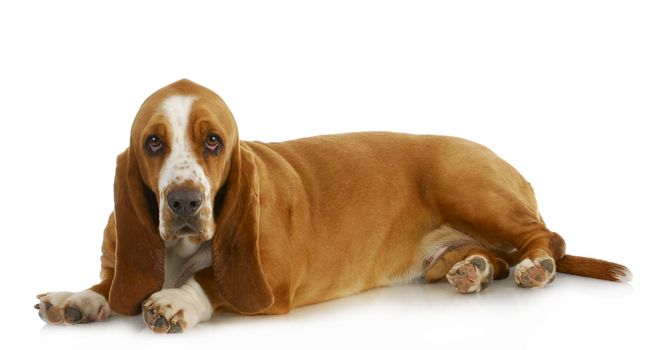 basset hound laying down looking at viewer on white background