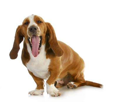 basset hound with funny expression sitting on white background