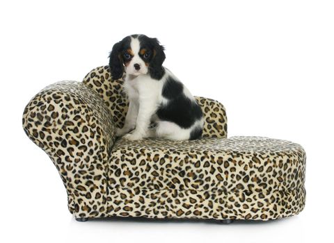 dog sitting on couch - cavalier king charles spaniel puppy sitting on dog couch isolated on white background