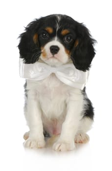 handsome puppy - cavalier king charles spaniel puppy wearing a white bow tie on white background