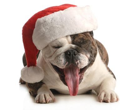 santa dog - english bulldog with cute expression wearing santa hat on white background