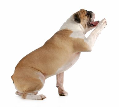 dog shake a paw - english bulldog sitting with paw held up to shake on white background