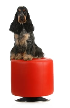 english cocker spaniel sitting on a red stool isolated on white background
