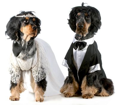 dog bride and groom - english cocker spaniels dressed up in bride and groom costumes with wigs on white background