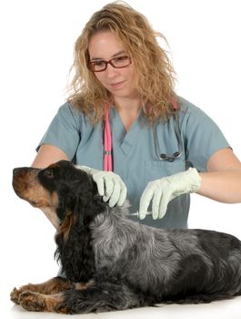 veterinary care - english cocker spaniel being microchipped by a veterinarian isolated on white background