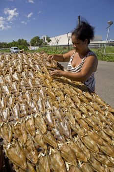 Feb. 2012 - Bacolod City, Negros Oriental Island, Philippines - A Filipino woman arranges split milkfish on bamboo racks to dry in the sun, later to be sold in the public market. Milkfish, or bangus, is a major marine food item in the local people diet nationwide.