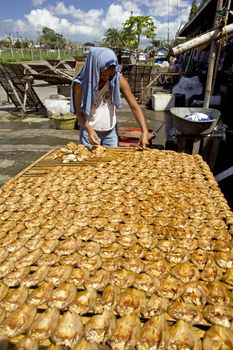 Feb. 2012 - Bacolod City, Negros Oriental Island, Philippines - A Filipino woman arranges split milkfish on bamboo racks to dry in the sun, later to be sold in the public market. Milkfish, or bangus, is a major marine food item in the local people diet nationwide.
