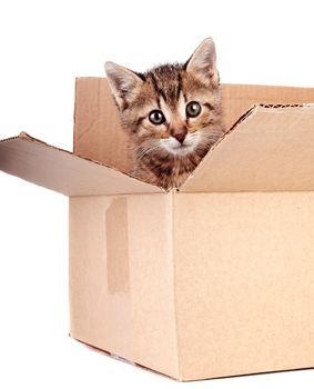 Kitten in a box on a white background