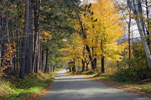 Yellow Maple and green pine trees line a country road with vibrantly colored Autumn leaves.