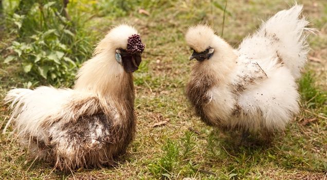 dirty male and female pair of silkie poultry fowls rooster cock and hen after a dirt bath
