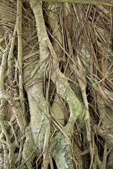 Closeup of the tangled, web of tree roots with new roots growing over old, green ones on a fig tree (ficus) growing in a tropical rainforest in the Philippine Islands. 