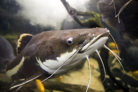 Redtail Catfish, Phractocephalus hemioliopterus, swimming in an indoor aquarium. Closeup of head showing feelers, eye and mouth. 