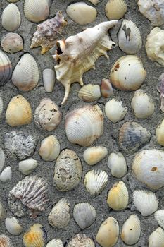 Empty seashells embedded in concrete decorate a wall.