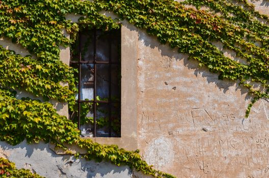 Window with metal bars and wall with green grape leaves