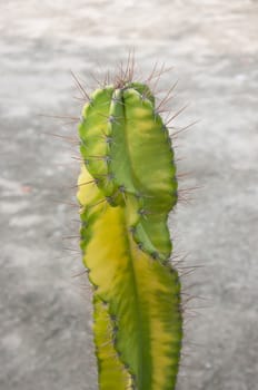 green yellow spike cactus plant in nature