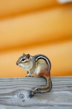 Adorable little chipmunk sitting on log with yellow background