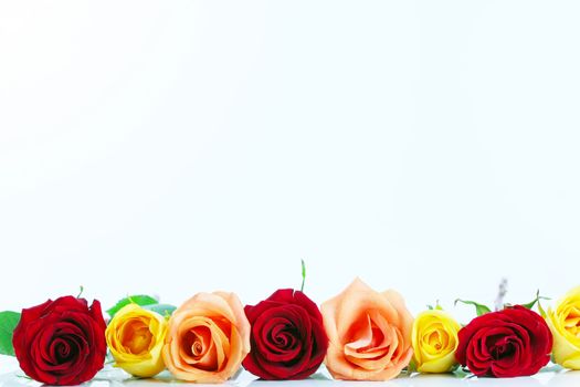 Red, yellow and peach color roses lined up isolated on white reflective background